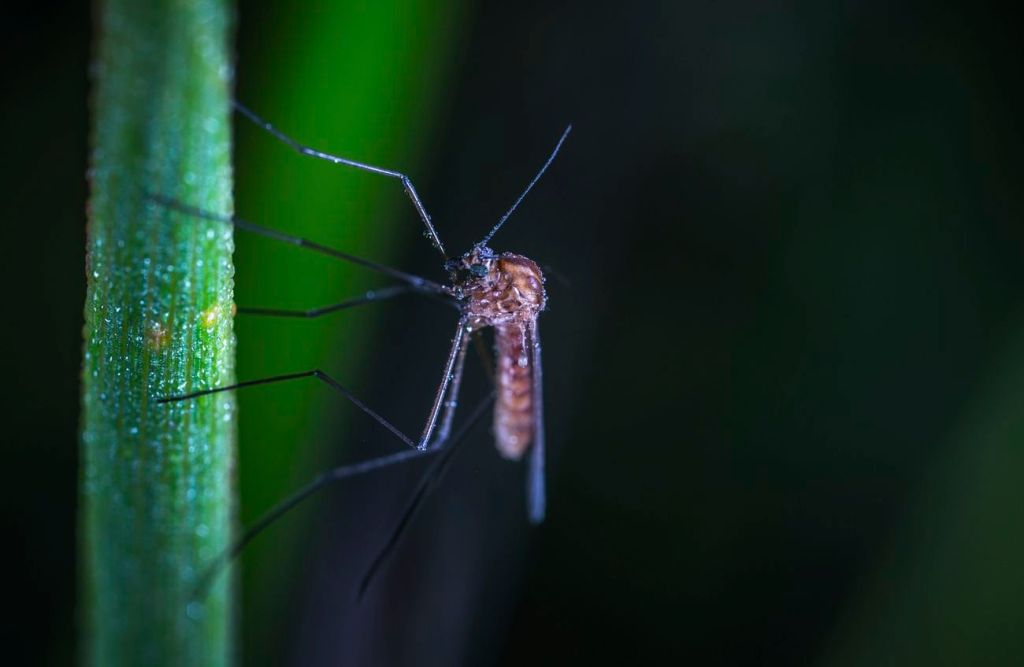 Mosquito & Tick Control